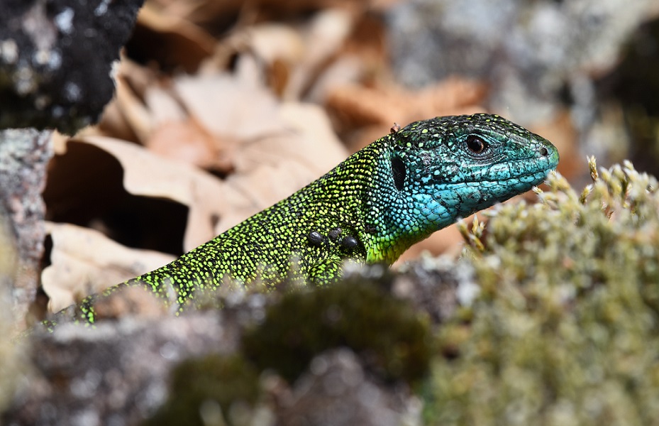 Lacerta viridis